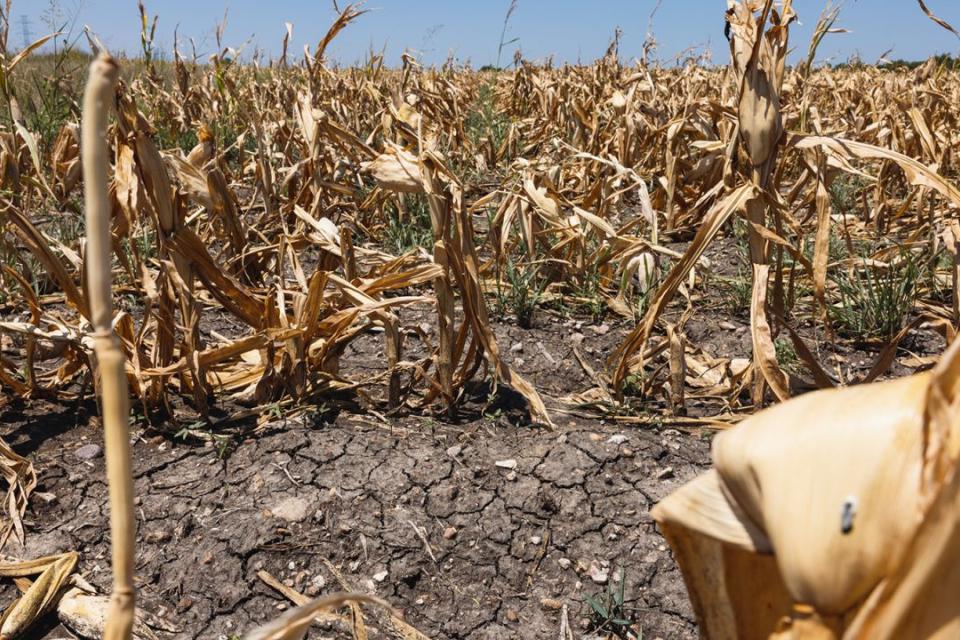 Field in Texas impacted by extreme heat. Photo Courtesy Bloomberg/Getty Images