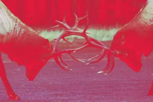 Two deer lock antlers in a head-to-head confrontation, with a strong red color effect dominating the image.