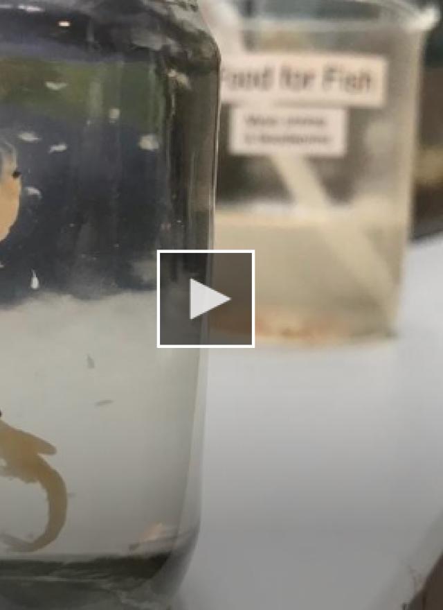 Small white shrimp in glass jars on a lab bench