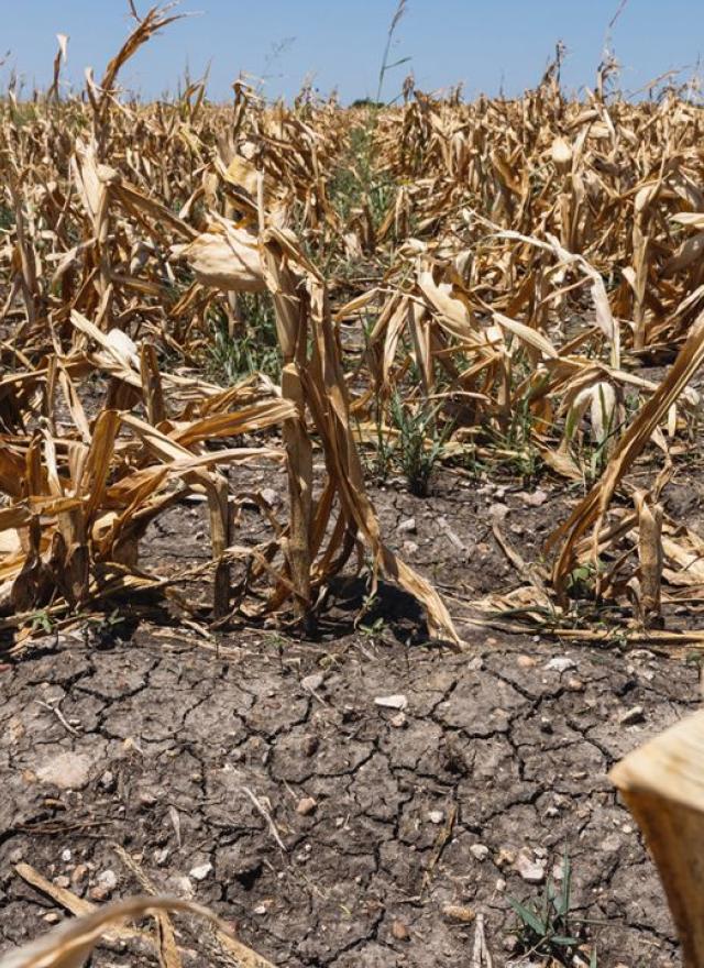 Field in Texas impacted by extreme heat. Photo Courtesy Bloomberg/Getty Images