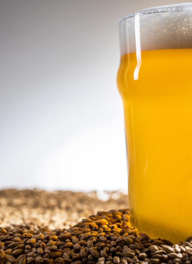 Beer glass in a pile of brewser's grains