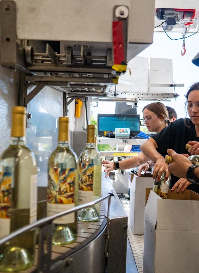 UC Davis students bottle and label new student made wine for sale