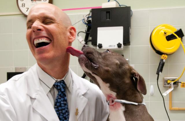 Dog licking veterinarian's face