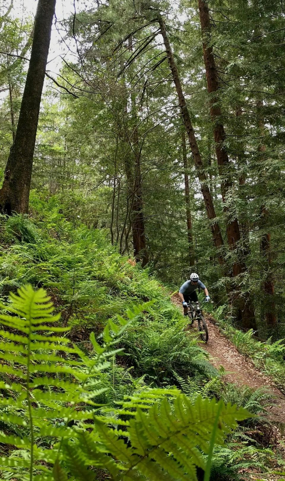 Mountain biking Marin County, near San Francisco