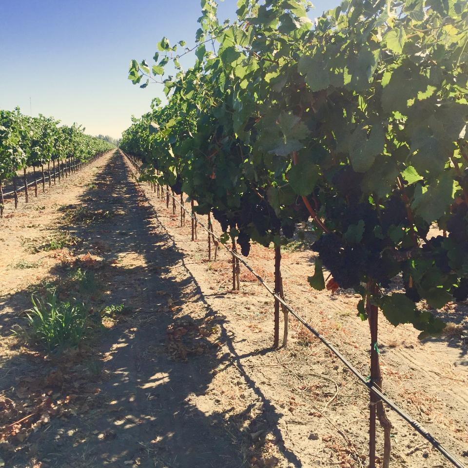 A photo of Brie Hunt's farm in Stockton, California 