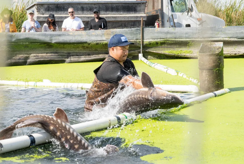 A man holding a sturgeon in a pool of water