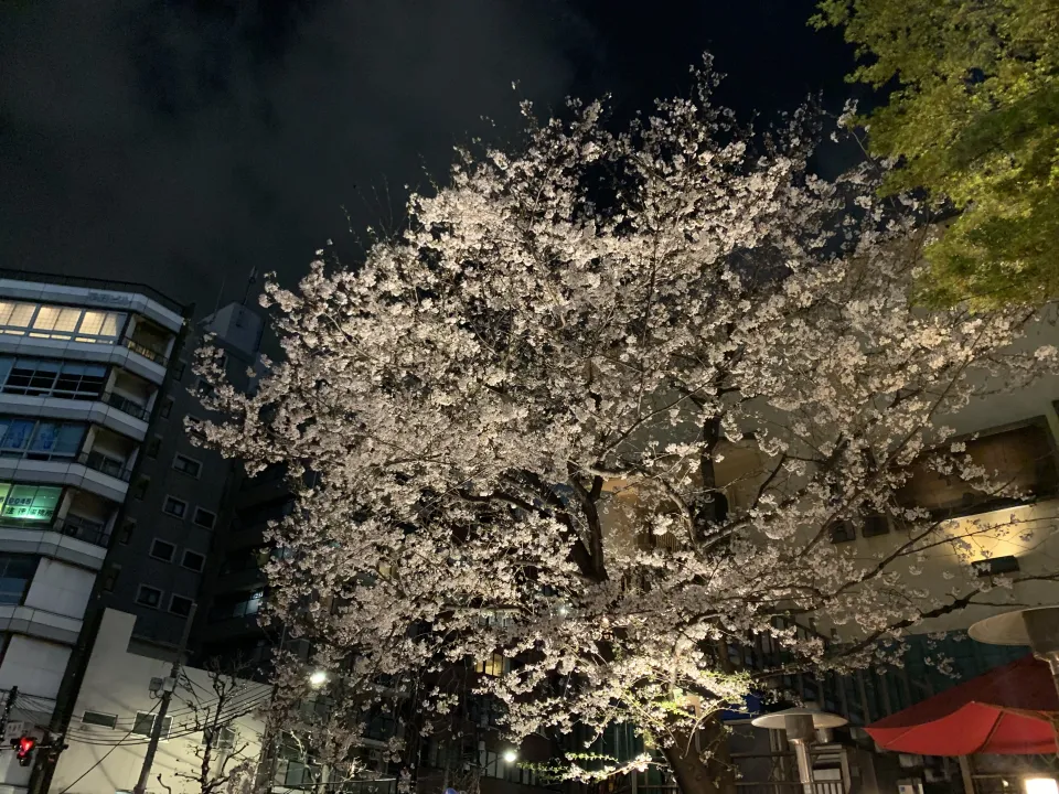 A cherry blossom tree in full bloom at night, illuminated by streetlights, with buildings and a dark sky in the background.