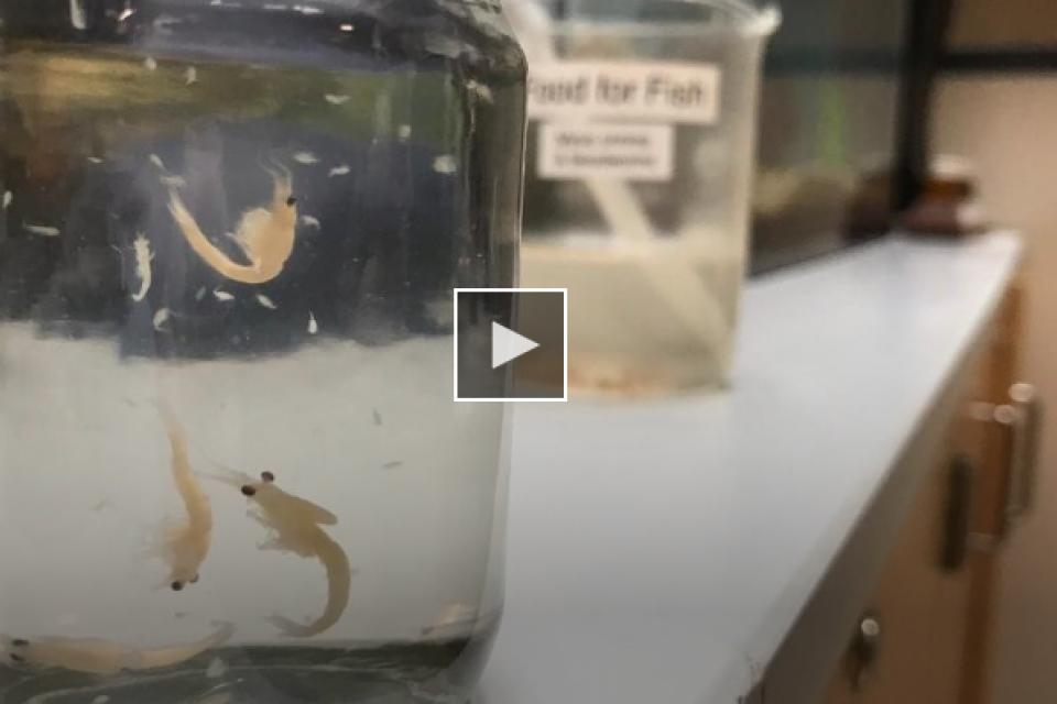 Small white shrimp in glass jars on a lab bench