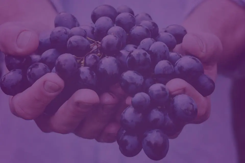 Man holding grapes