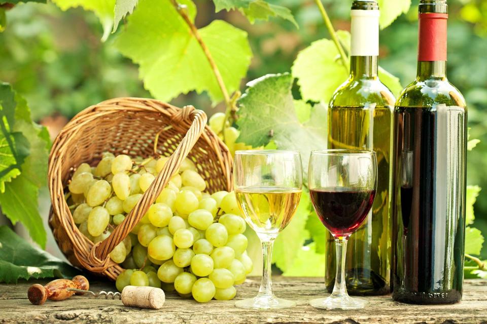bottles of wine set in a vineyard