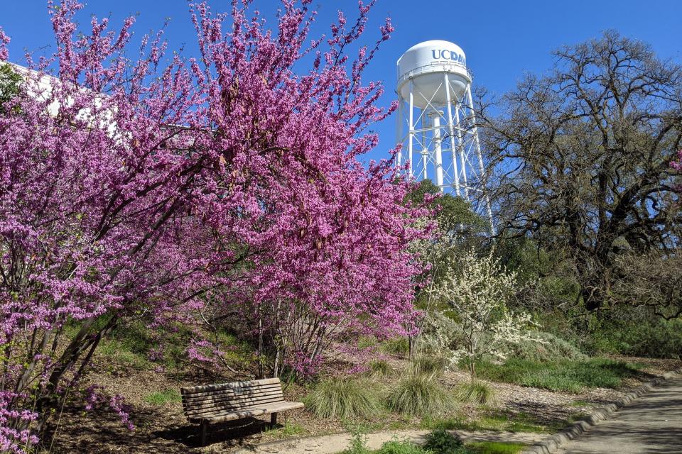 UC Davis campus in the spring