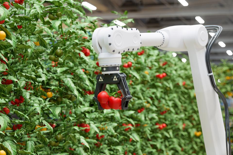 Robotic arm holding tomatoes