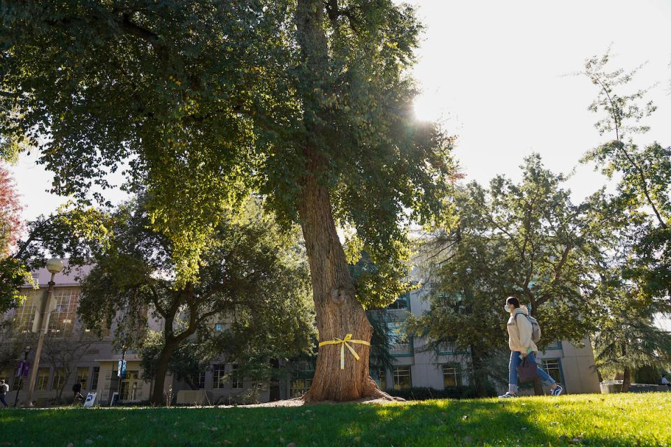 Yellow ribbon tied around a tree on the UCD quad for Veterans Day