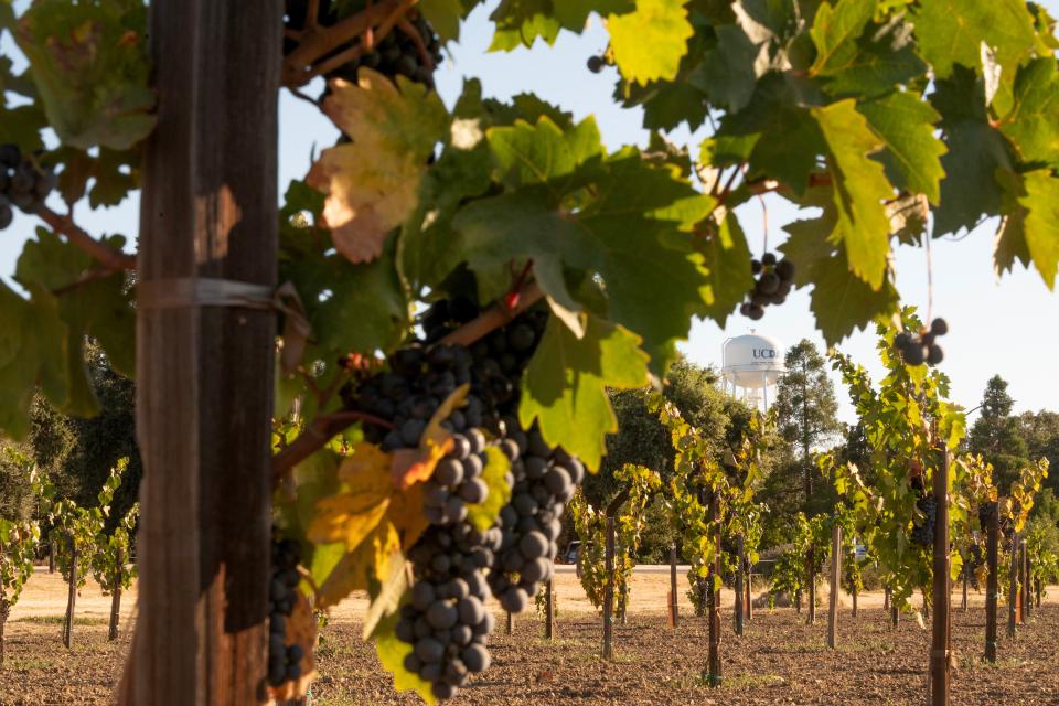 Rows of grapevines with clusters of dark grapes in a vineyard; a water tower labeled "UC Davis" is visible in the background.